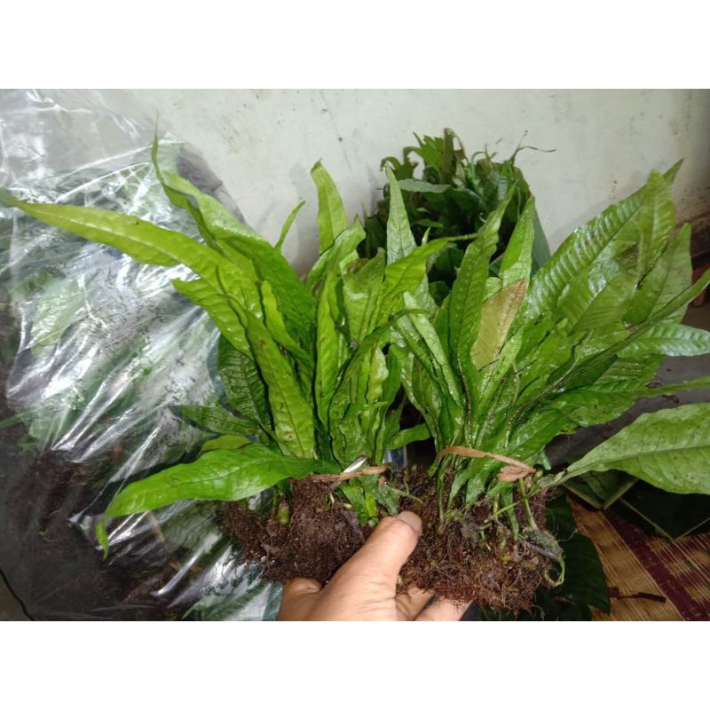 tanaman hias aquarium kadaka java fern perikat