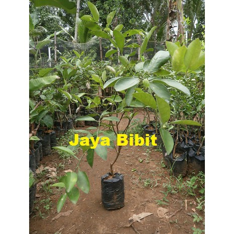 BIBIT JERUK WARANGAN unggul murah