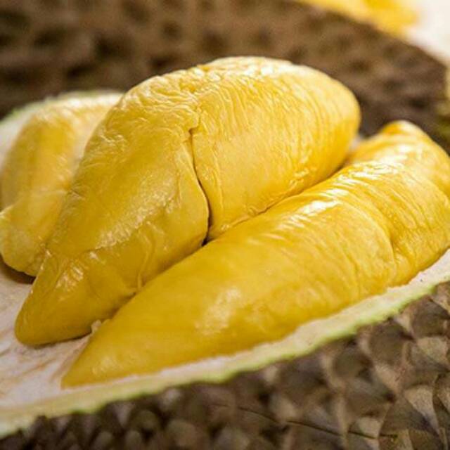 Bibit Durian Montong Kaki 3 (Jaminan Original)