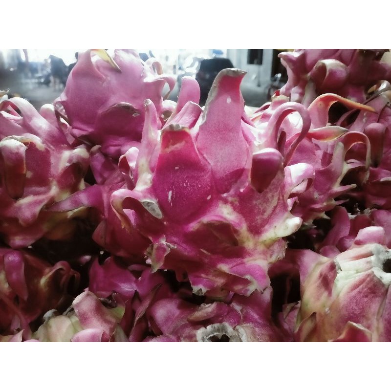 

BUAH NAGA MERAH
