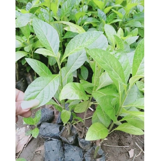 bibit teh jati cina bibit pohon jati afrika/daun afrika bibit teh jati hijau