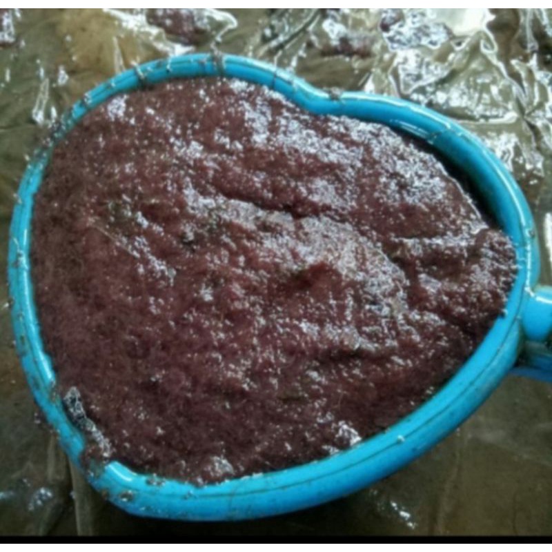 Cacing Sutra 1 Gayung, Pakan Ikan Cupang Bersih & Berkualitas