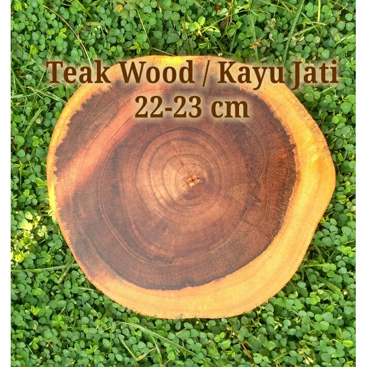 Teak wood slice log kayu jati 22-23 cm rustic vintage hiasan dinding