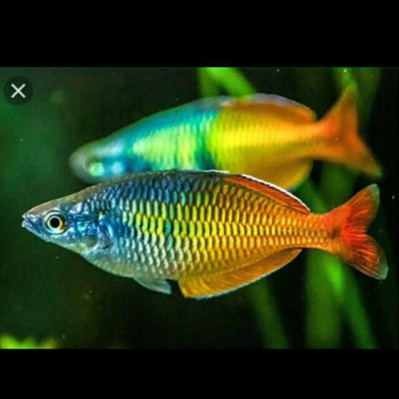 Rainbiw Boesemani Colorfull Jumbo Bosemani