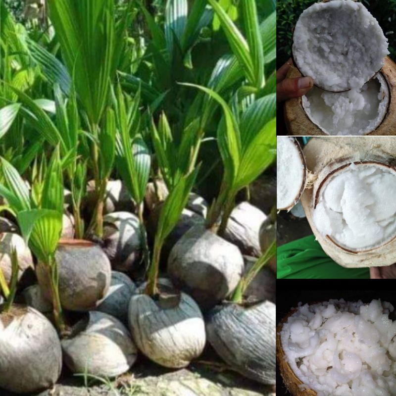 ASLI 100% Bibit Genjah Kopyor Kelapa Genjah Kopyor