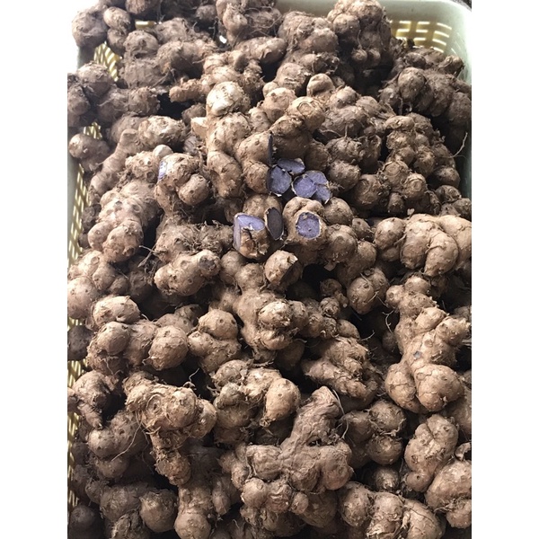 

Kunyit Hitam
