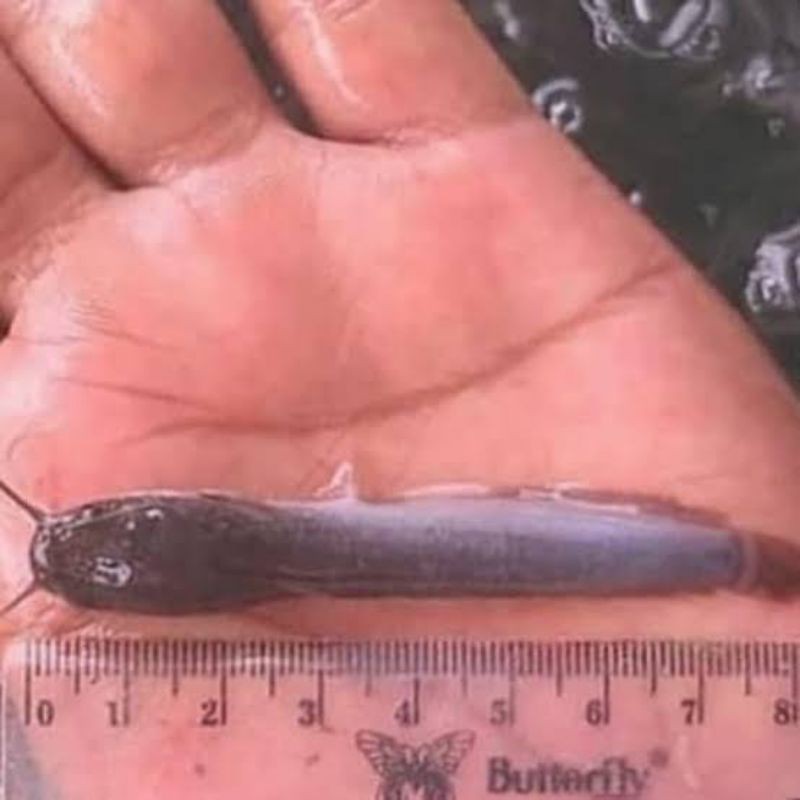 bibit lele sangkuriang  ukuran 7-8 cm