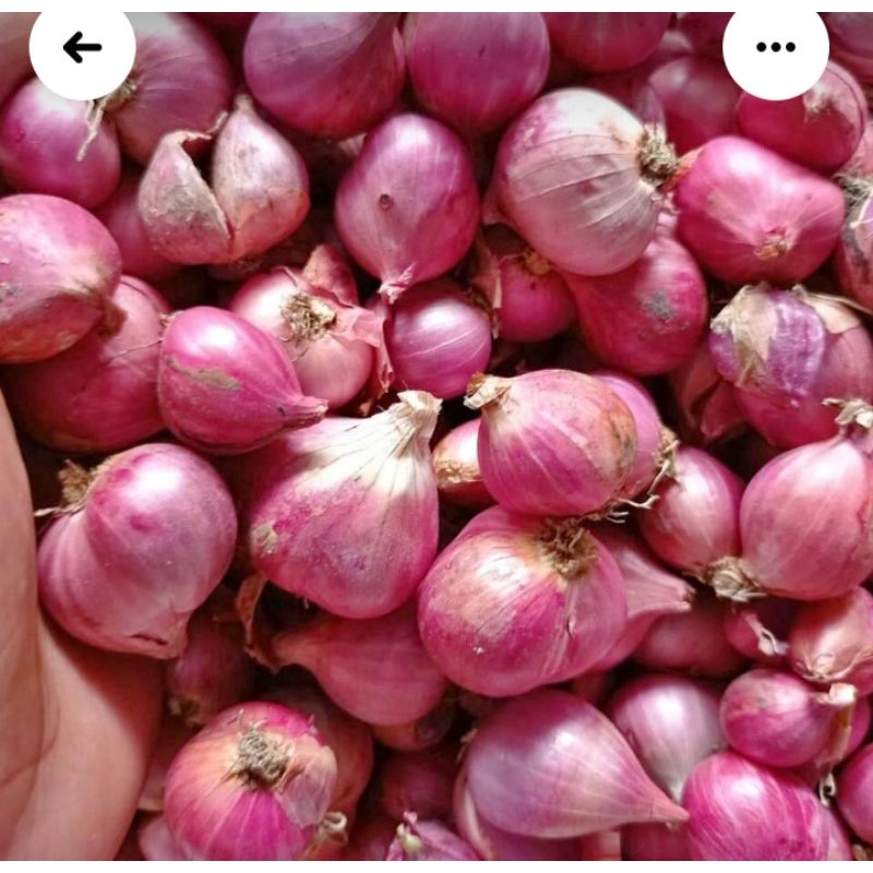 

bawang merah