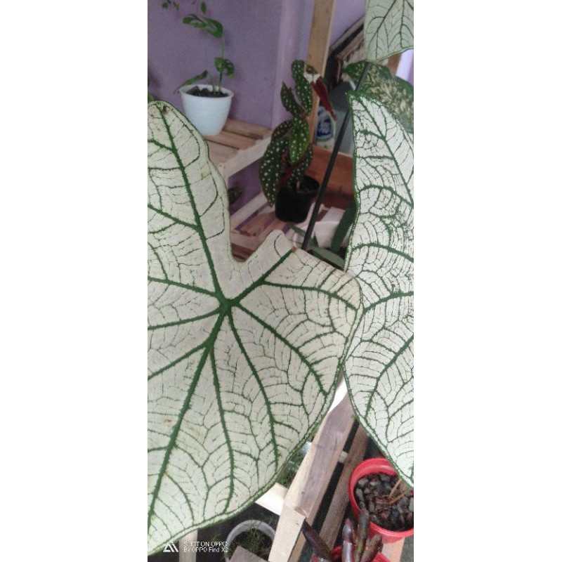 Tanaman Hias Keladi putih bintang / putih tissue (White Star Caladium)