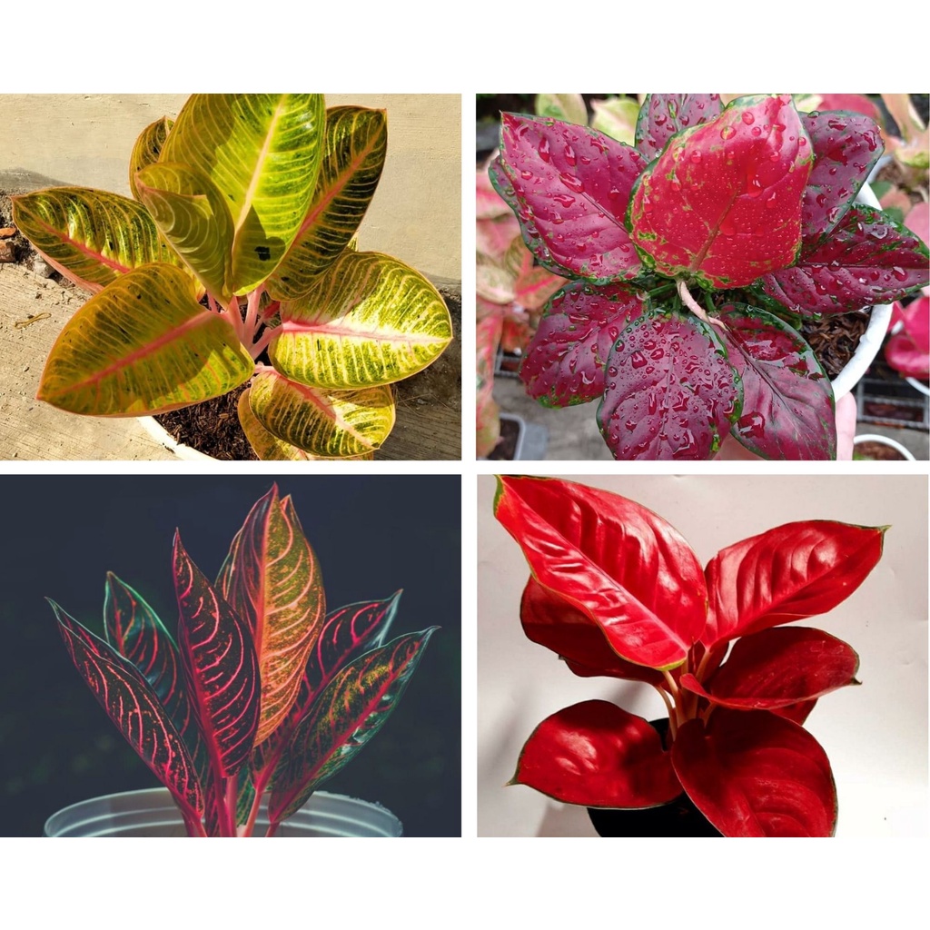 Paket 4 Bibit bonggol aglonema Tanaman Hias Hidup maroon red sumatra suksom goliath