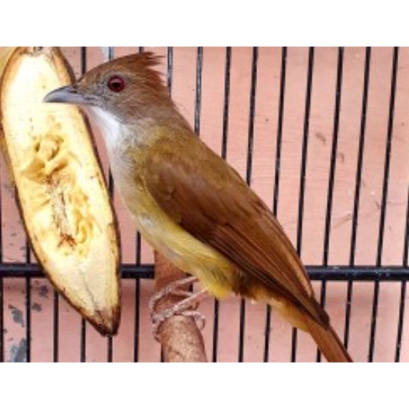 Burung cucak jenggot jawa gacoran/jadi