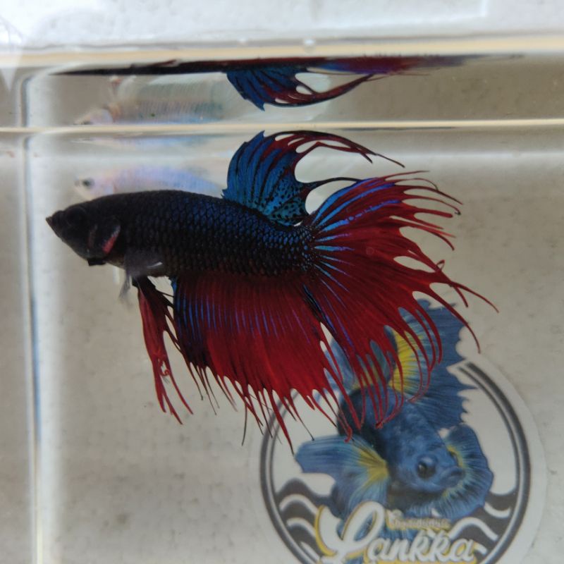 Cupang Crowntail/Serit Red Blue