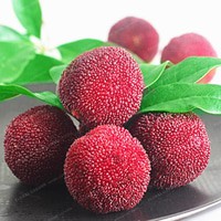 10 Biji Benih Bibit Buah Yangmei Waxberry Yamamomo