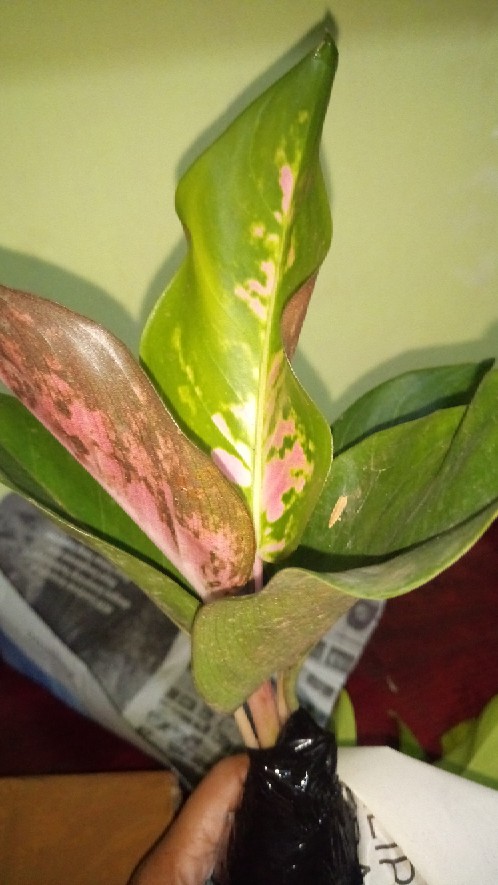 Promo Aglonema Kocin Ukuran Remaja - Tanaman Hias - Aglonema Kocin Dewasa.