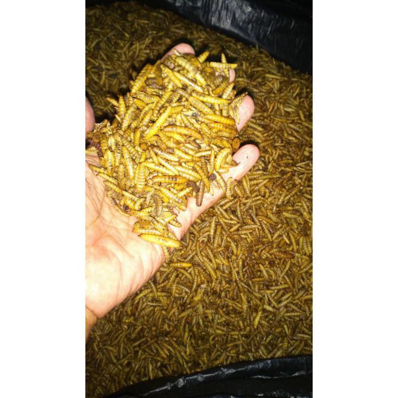 Diskon Dry Larva 800 Gram (Maggot Kering) Pakan Ikan Hias