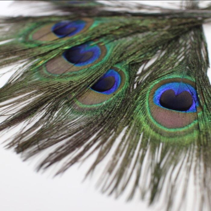 Triple W Dummy Fake Peacock Feather Bulu Burung Merak Dekorasi Foto