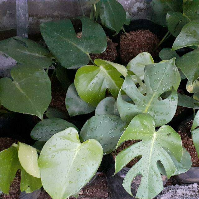Paket Tanaman hias monstera deliciousa king