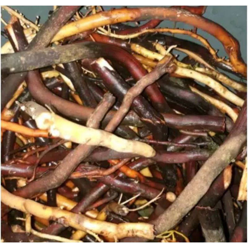 

Akar Pinang segar frsh paket 500 gram