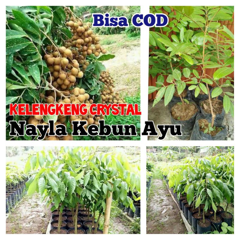 

Bibit tanaman klengkeng cristal