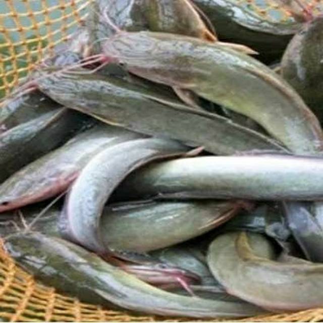 

IKAN LELE 1 KG KUALITAS TERBAIK KONDISI HIDUP DAN LANGSUNG DIOLAH