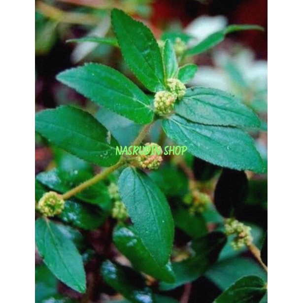 

DAUN PATIKAN KEBO 100 TANGKAI / EUPHORBIA HIRTA / OBAT DEMAM BERDARAH MALARIA
