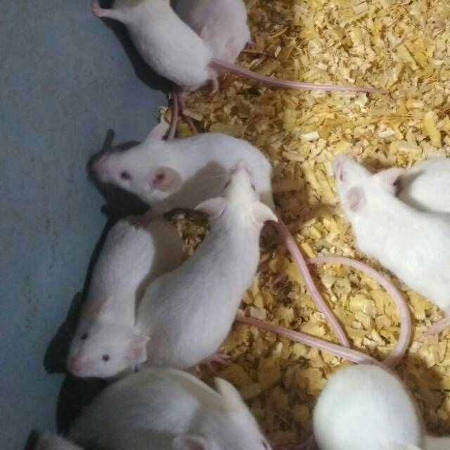 Paket indukan tikus putih  mencit