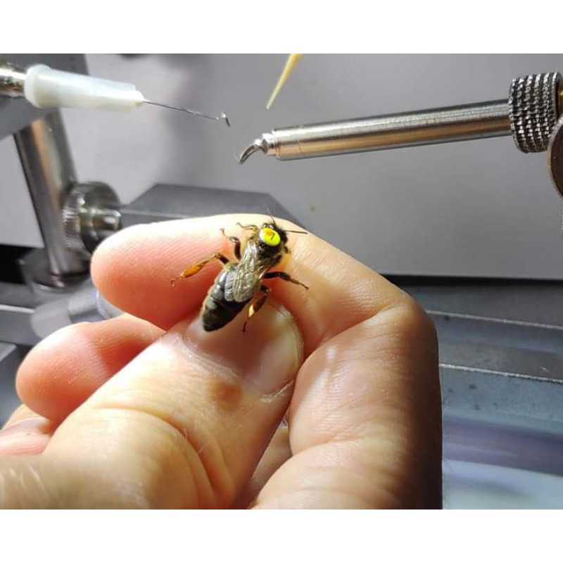 jual bibit lebah madu apis mellifera kualitas nomor 1