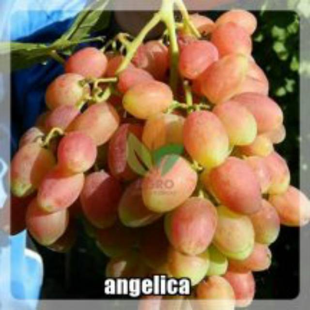 Bibit anggur import jenis angelica