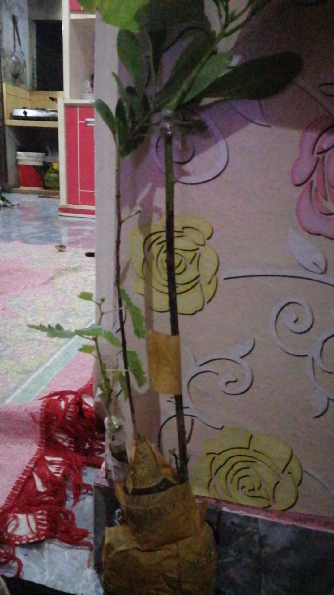 Bibit Anggur Import Ninel (grafting)