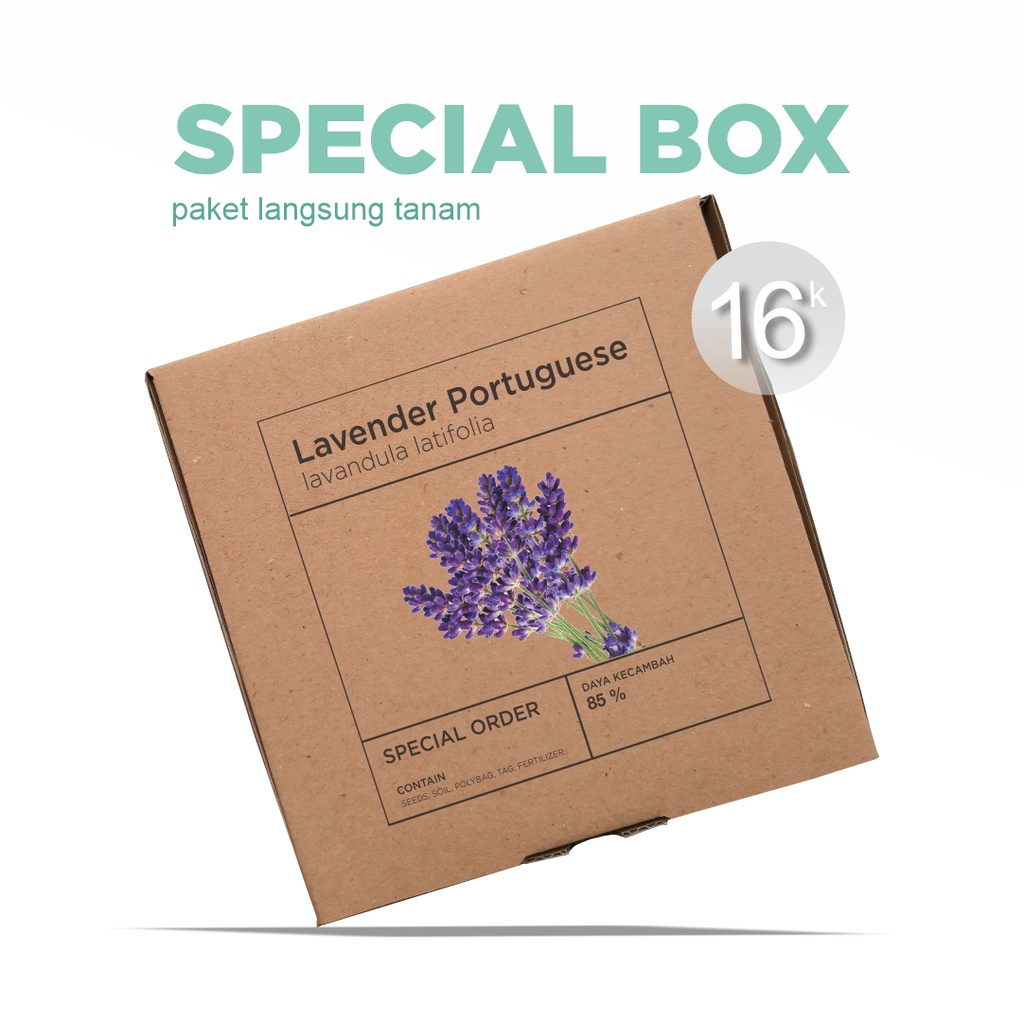 Paket Langsung Tanam - Gardening Kit - SPECIAL BOX - Benih Bunga Lavender Portuguese Flower Seeds