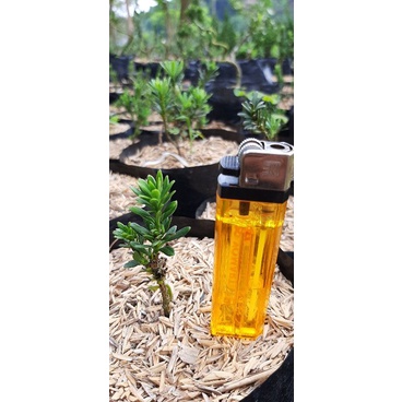 lohansung air brush/ super mikro