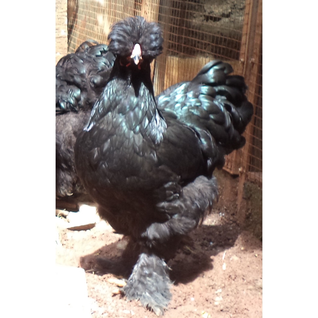 Ayam brahma Park black betina