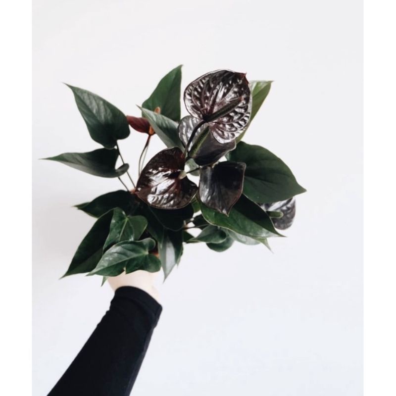 Tanaman hias anthurium mickey mouse hitam antorium hiasan rumah bunga hidup tanaman