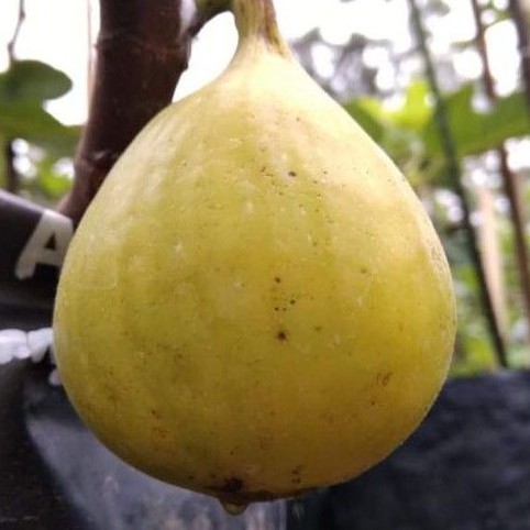 Bibit buah tin jenis Jin Ao Fen | fresh cangkok bibit buah tin