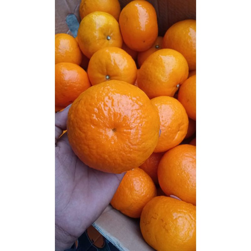

BUAH JERUK WOKAM CITRUS KUALITAS SUPER