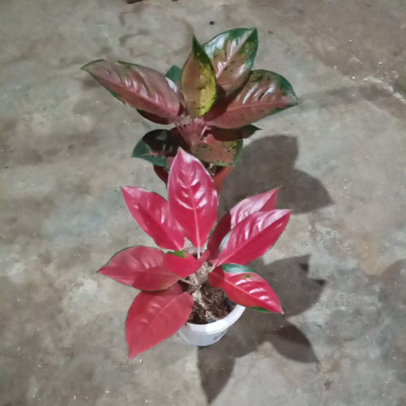 paket aglonema khocun brownies, dan Charlie brown pesanan pelanggan