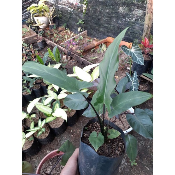 Alokasia Keris Papua/ black sipit remaja