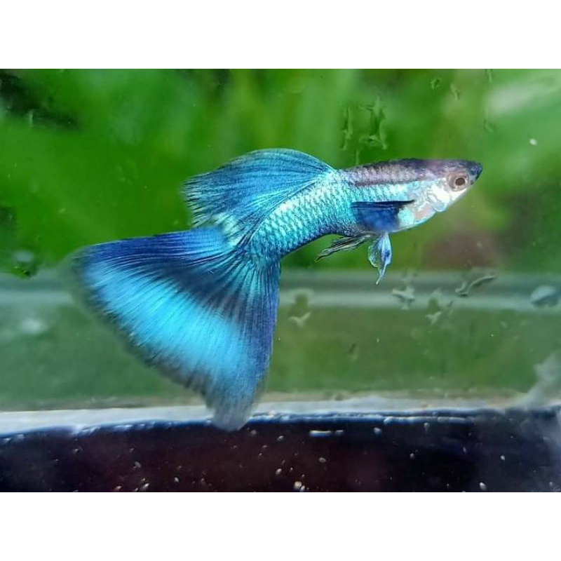 MetalicaBlueTail/GuppyCantik/GuppyGappy