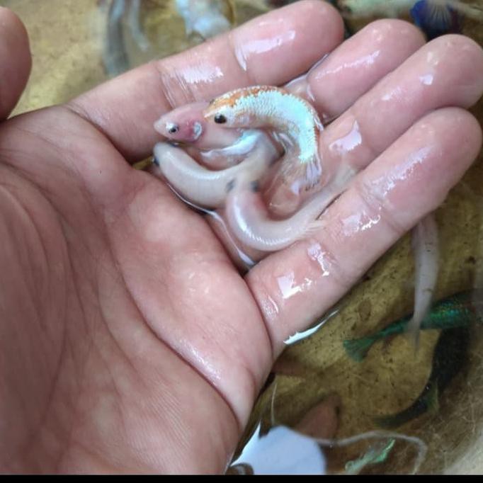 Ready Ikan Cupang Betina Giant