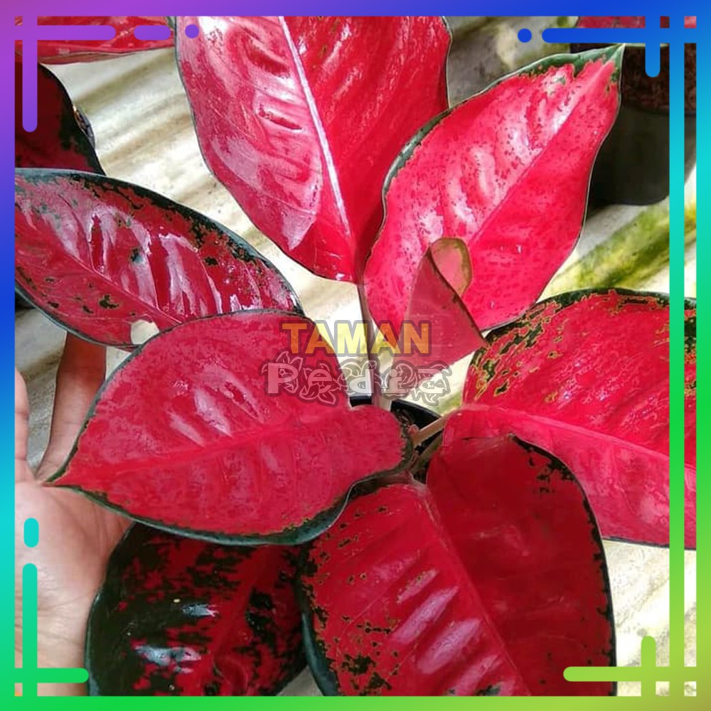 Aglonema Suksom Jaipong Culture Dewasa