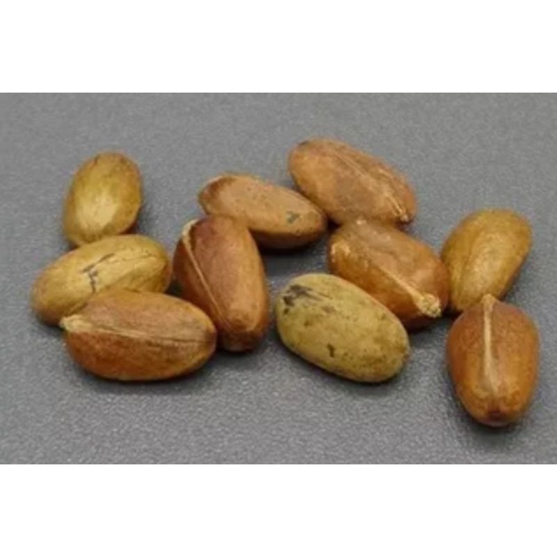 

kacang polokyo_sh