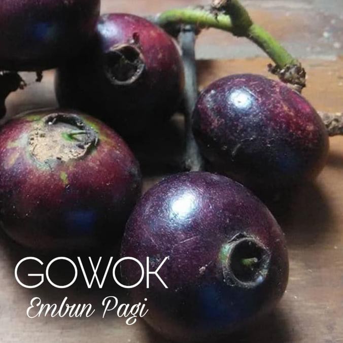 TERBAIK Bibit Buah Gowok atau Kupa Langka TERMURAH
