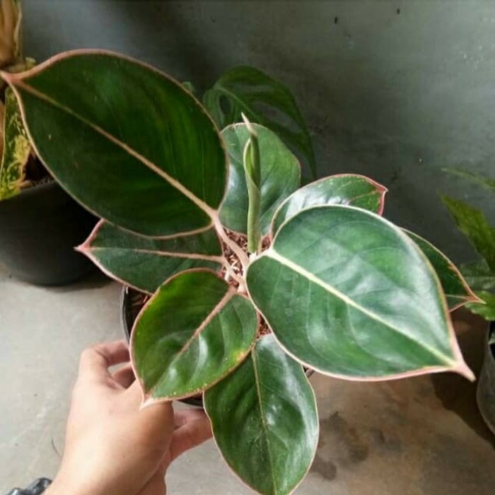 Aglonema lipstik flaminggo /BUNGA HIDUP TANAMAN HIAS HIDUP/BUNGA HIASAN RUMAH MURAH INDOOR OUTDOOR&T