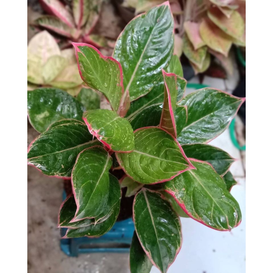 Bibit Bonggolan Aglonema Lipstik Greg Culture - Bibit Aglonema