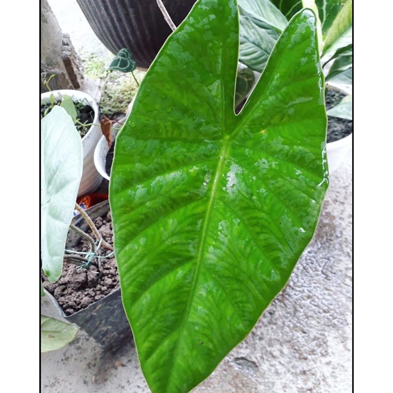 Alocasia green karpet