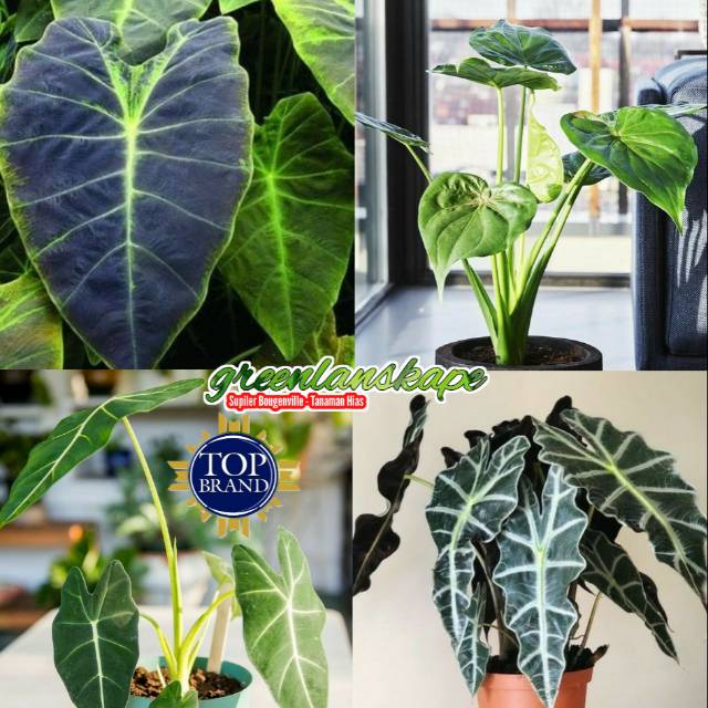 Alocasia - paket 4 tanaman PROMO Bibit
