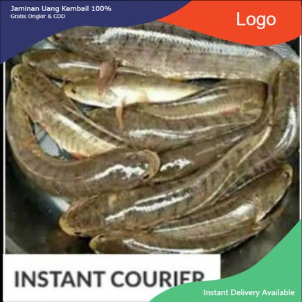 

IKAN GABUS HIDUP - 500 gr (1-2 ekor)