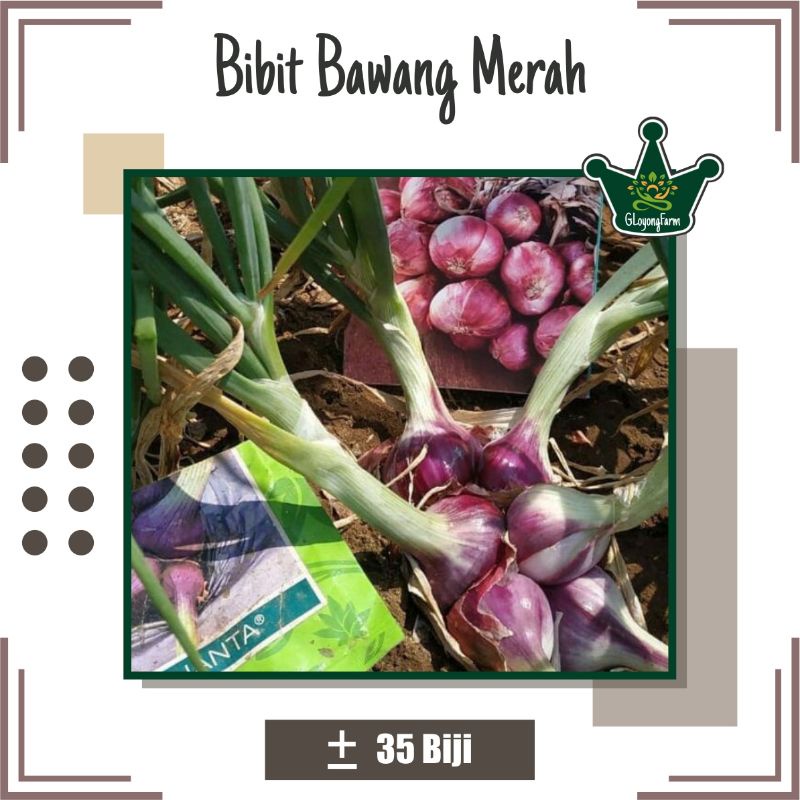 Bibit Bawang Merah Lokananta F1 - Benih Sayuran