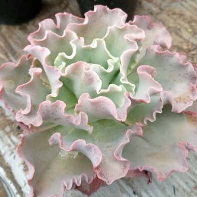 sculen echeveria kol jumbo