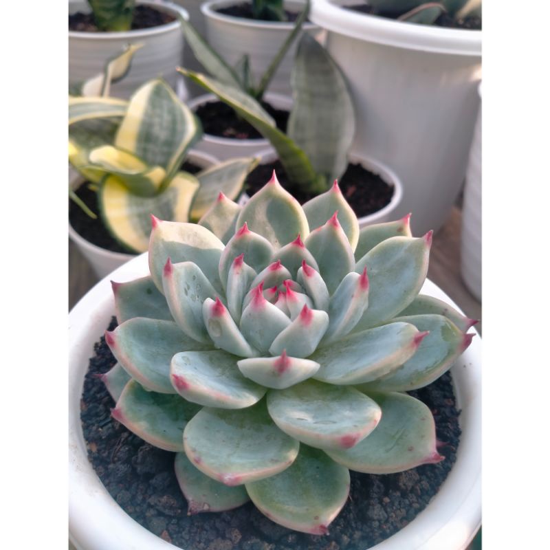 echeveria chihuahuaensis
